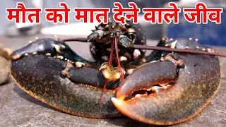 मौत को मात देने वाले जीव | Immortal Animals Explained in Hindi | Nature&rsquo;s Most Mysterious Creatures