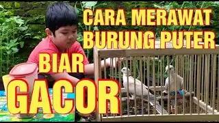 Cara Merawat Burung Puter Biar Gacor