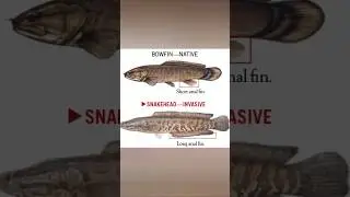 SNAKEHEAD VS BOWFIN #fishing #bassfishing #fishing #snakehead #fish #youtubehighfive #fun