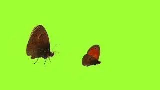 Green Screen | The Butterfly | Insects | Free Download | Non Copyrighted | Stop Motion Animation