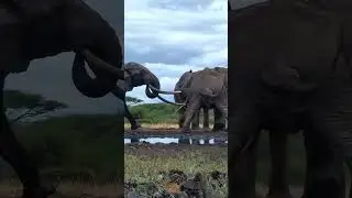 One Ton Shows Who&rsquo;s Boss at ol Donyo  #wildlife  #africam