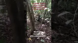 Tangkoko nature reserve Tour || bitung || north sulawesi indonesia.by jotje lala tours.