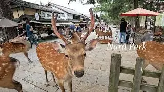 Japanese deer in Nara Park