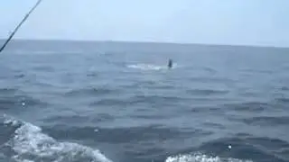 CatchStat | Offshore World Championship Fish#15247