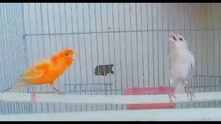 canary singing for marriage 3