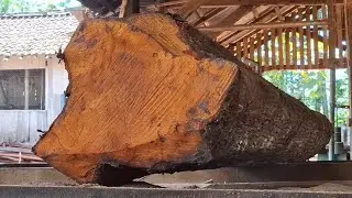 Proses penggergajian batang kayu mahoni besar untuk bahan papan kayu lebar
