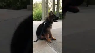 German Shepherd Puppy - always alert, full of curiosity