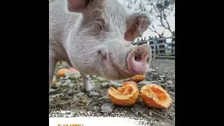 Saving Animals: On sanctuary, care, ethics