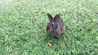 Backyard Bunny Meet & Greet | Daisy, Buster, Marsha & a New Friend