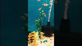 Tiger barb fish tank | #shorts #tigerbarb #aquarium #infiniteaquaworld #deepaktiwari #fishtank #tank