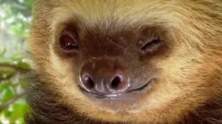 Sloth Winks And Smiles