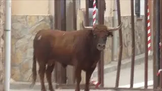 Moratilla de los Meleros..¡Espectaculares Toros Navarros!