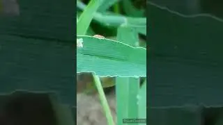 JUMPING SPIDER HUNTING A DAMSELFLY