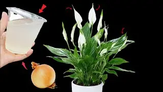 Do this now and your plants will flower all year round (Any plant) | Organic fertilizer | Y Garden