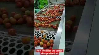 Sorting machine for tomatoes 🍅 #food #science #tomato #sortingalgorithm #sortingmachine