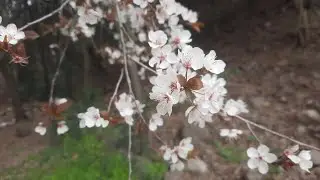 Prunus cerasifera em Chile. Слива декоративная в Чили.