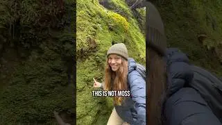 Moss vs Liverwort: How to Tell the Difference!