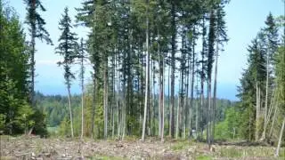 Harrington Road, Port Angeles, Washington - Land for Sale MLS# 300909, 300910, 300911