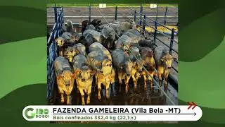 PONTES E LACERDA (MT): BOIADA CONFINADA SURPREENDE COM 57% DE RENDIMENTO DE CARCAÇA