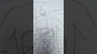 Human Digestive System Diagram | Easy Biology Video for Students | Digestive System Explained#shorts