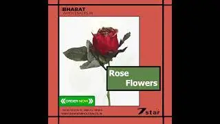 Buy Top Quality Rose Flowers for Decoration | Wholesales Price | Free Delivery