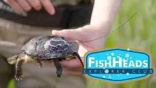 Turtle Radio | Fish Talk with Leo |  Parks Canada