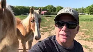 DRAFT HORSES // Bonding with the colts. Jean and Grace breeding update. Farm update