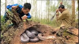 Two brave hunters teamed up to help people capture 3 ferocious king cobras on acacia hill.