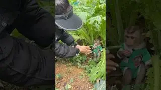 Baby monkeys sometimes sulk because they just want more hugs and love from their mothers.