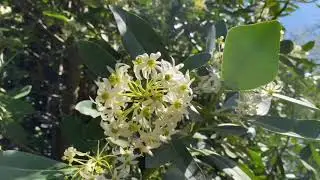 Exbury Gardens Virtual Tour