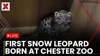 Snow Leopard Live: Chester Zoo Welcomes Rare Cub, First Birth in Over a Decade | Rare wildlife | UK