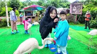 #广州长隆#火烈鸟#Flamingo 