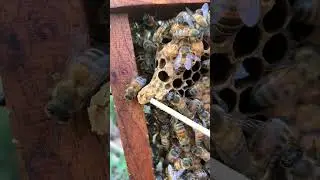 Do Not Keep Weak Queen Cells 🐝 | Beekeeping #Shorts