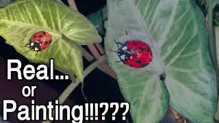 Creative painting video/ acrylic painting experiment | lady bug painting in real leaf| how to paint