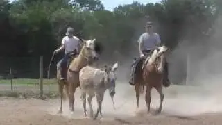 ROPING DONKEY