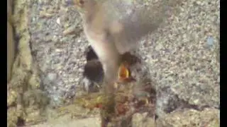 Grauschn&auml;pper fliegt auf der Stelle / Standflug