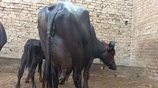ताजा बियाई 2 झोंटीया 18 से 22 लीटर दूध निकाल कर खरीदे जायज भाव में।।
