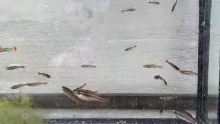Kweken met Vietnamese danio&rsquo;s / Tanichthys micagemmae fry