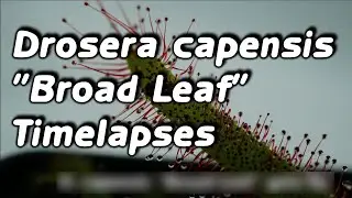 Drosera capensis 