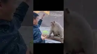 чЕ #собака #dog #monkey #memes #crazyclips #short #cat #dogs #funny #animals #pets #short #cats