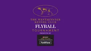 Flyball Finals Part1 | Westminster Kennel Club 2026