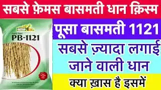 Pusa basmati 1121 dhan ki kheti kaise kare | Pb 1121 paddy variety details