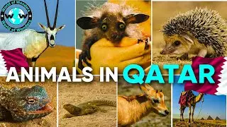 WOW😱These Fascinating Animals Live In Qatar 2022