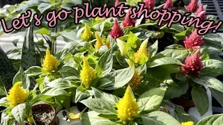 Cornelius Nursery - Plant Shopping in SW Houston