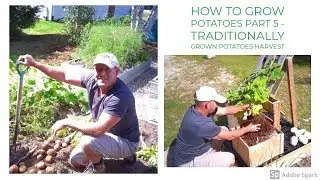 How to Grow Potatoes Part 5 - Traditionally Grown Potatoes Harvest