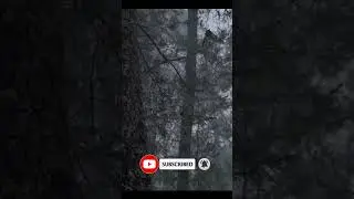 Mesmerizing Rainfall: Nature's Soothing Symphony 🌧️