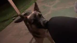 German Shepherd mix Blue Heeler