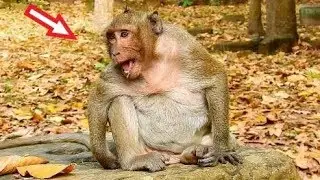 What Happen On Sweet Pea? Why Sweet Pea Cries Very Loudly Like This?