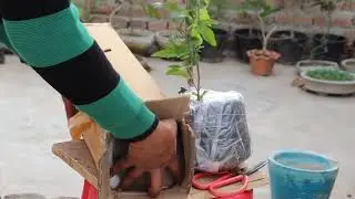 Unboxing - Unbox Your Plants Carefully In 3 Easy Simple Steps | nurserylive