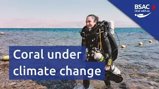 Coral under climate change | Webinar